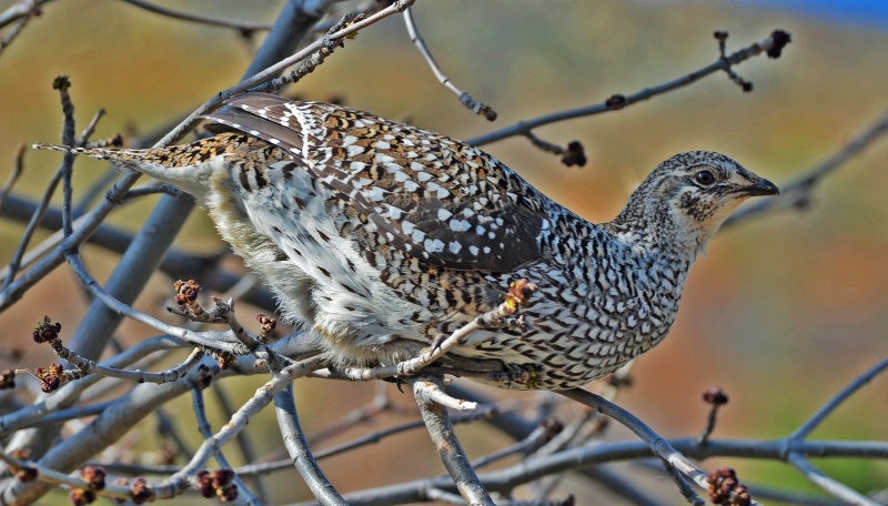 Sharptail  Grouse