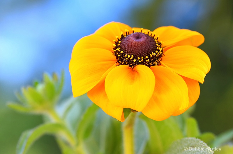 Black-eyed Susan