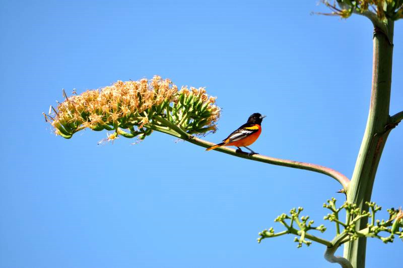 A Male Baltimore Oriole