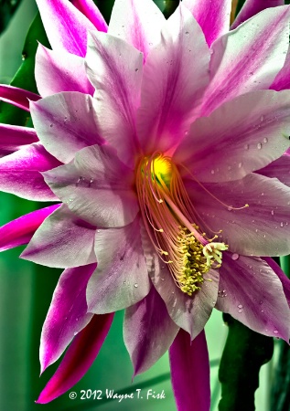 Cactus Bloom