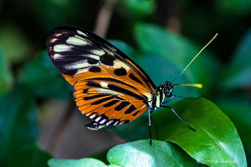 Longwing Butterfly - ID: 12944561 © John A. Roquet