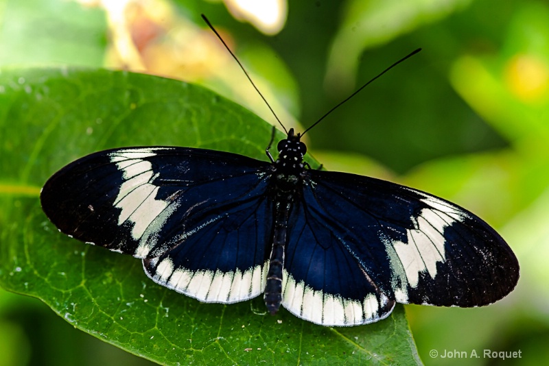 Butterfly - ID: 12944565 © John A. Roquet
