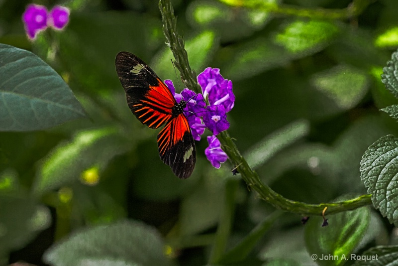  mg 7397 Butterfly - ID: 12944720 © John A. Roquet