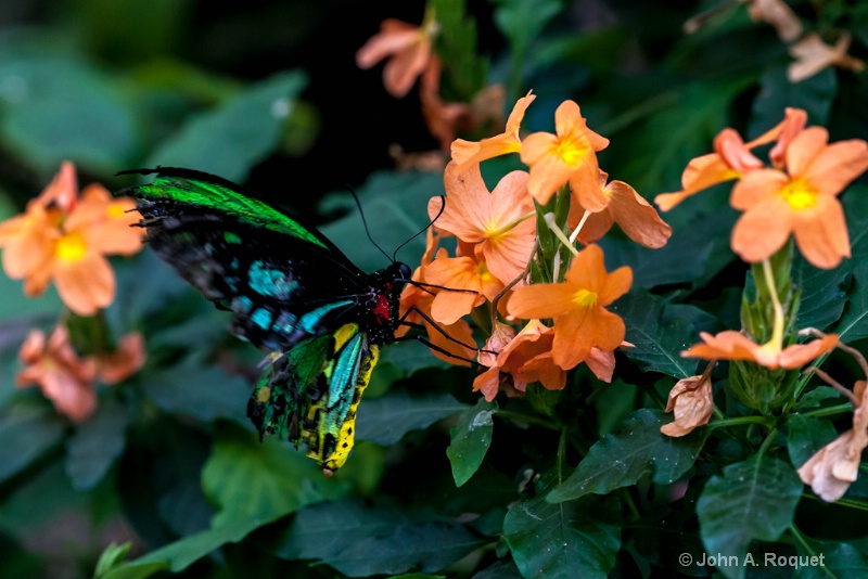  mg 7400 Butterfly - ID: 12944721 © John A. Roquet