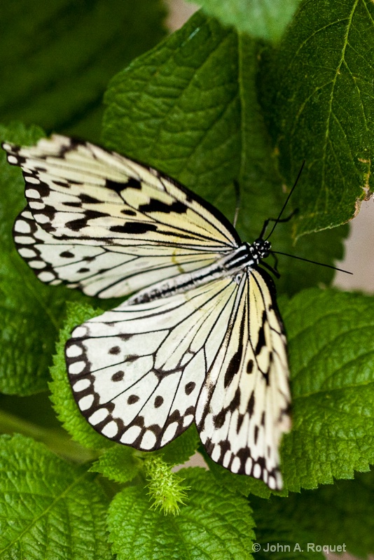  mg 7444 Butterfly - ID: 12944722 © John A. Roquet