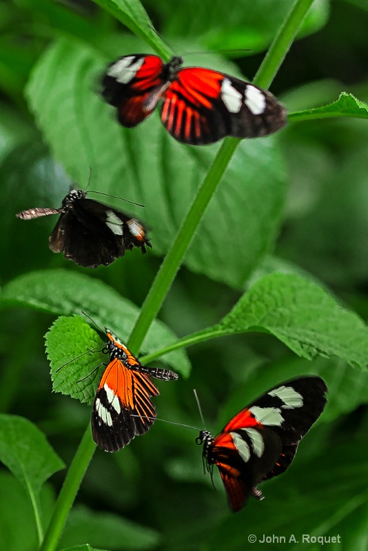  mg 7453 Butterfly - ID: 12944723 © John A. Roquet