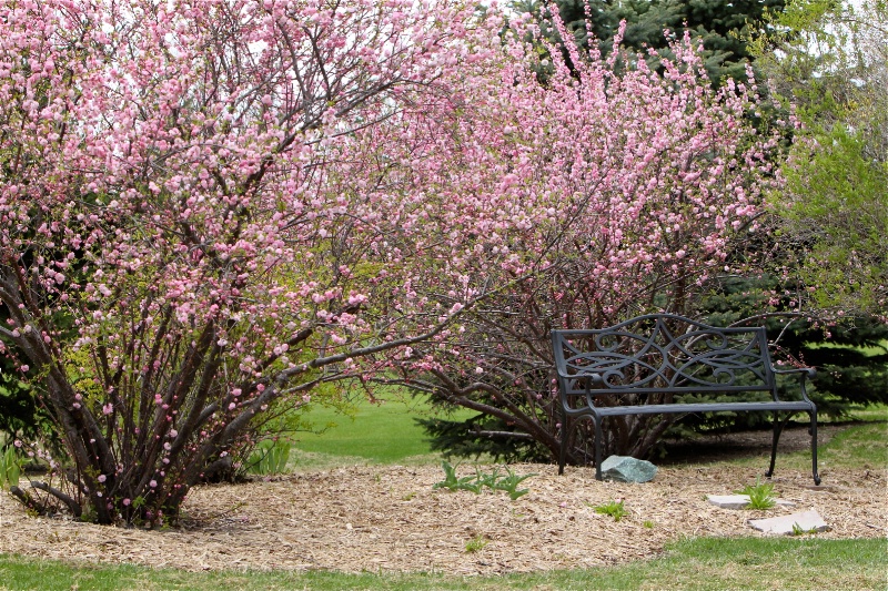 Flowering plums