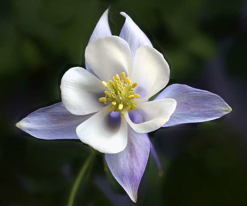 columbine