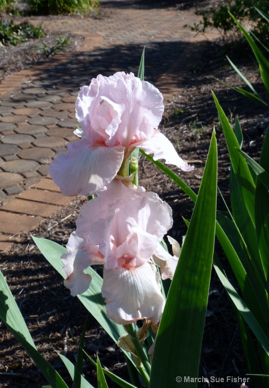 Two Pink Irises
