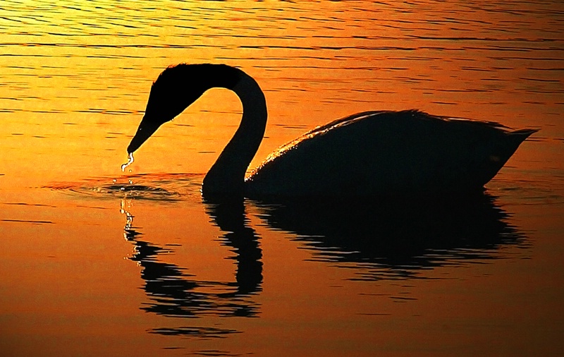 Lone Swan