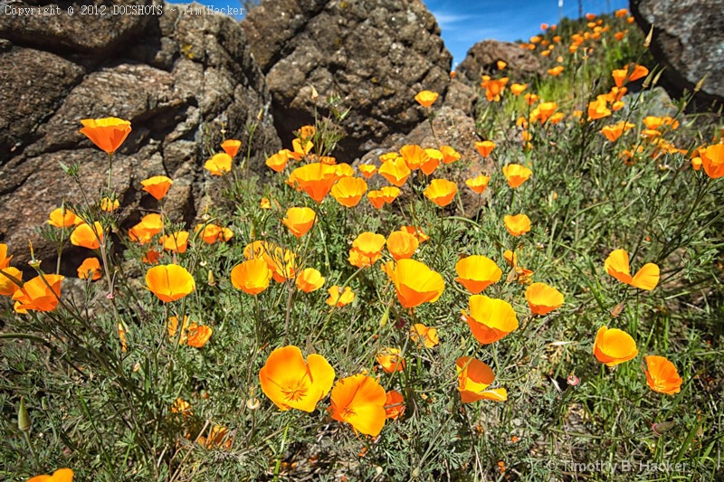 California Poppies and Rocks