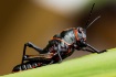 Black Grasshopper