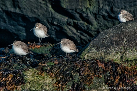 Sandpipers on the Jetty
