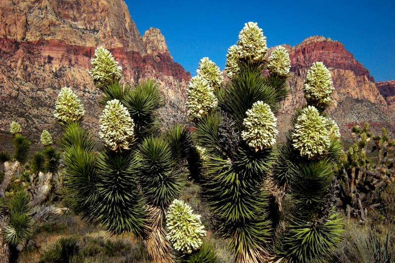 Blooming Mojave Yuccas  J-85-15