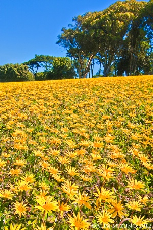 FIELD OF DAISY