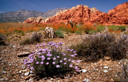 Mojave Aster  Red Rock Canyon  J-91-12