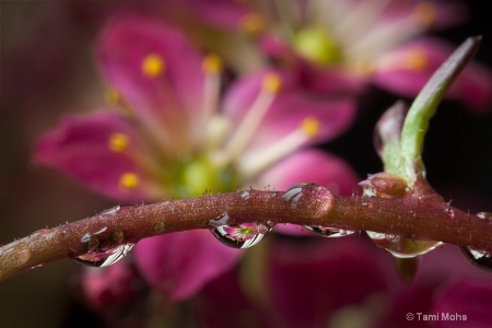 Saxifraga Drops