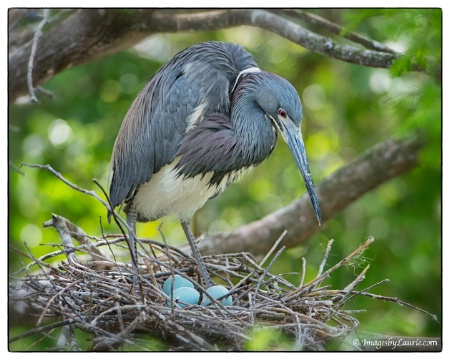 Blue Easter Eggs