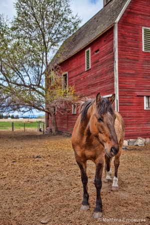 Down on the Farm