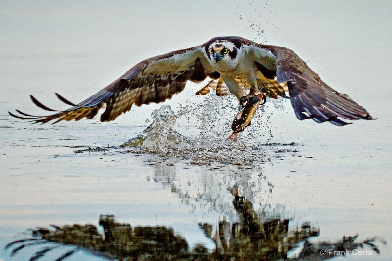 osprey fishing