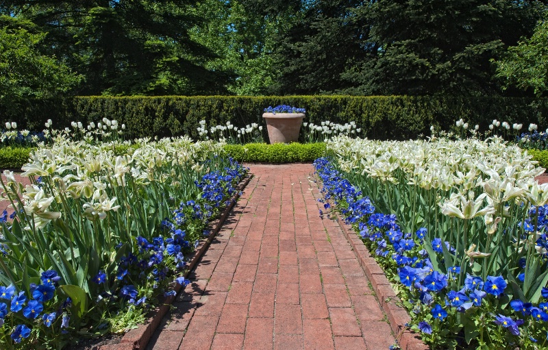 Tulip and Pansy Garden