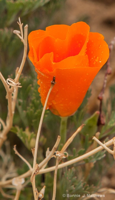 Surrounded Poppy With Rain Drops