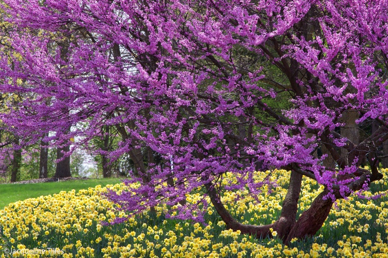 Redbud and Daffodils - ID: 12948666 © Jacqueline A. Tilles