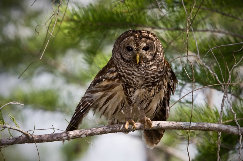 Barred Owl on a branch horizontal