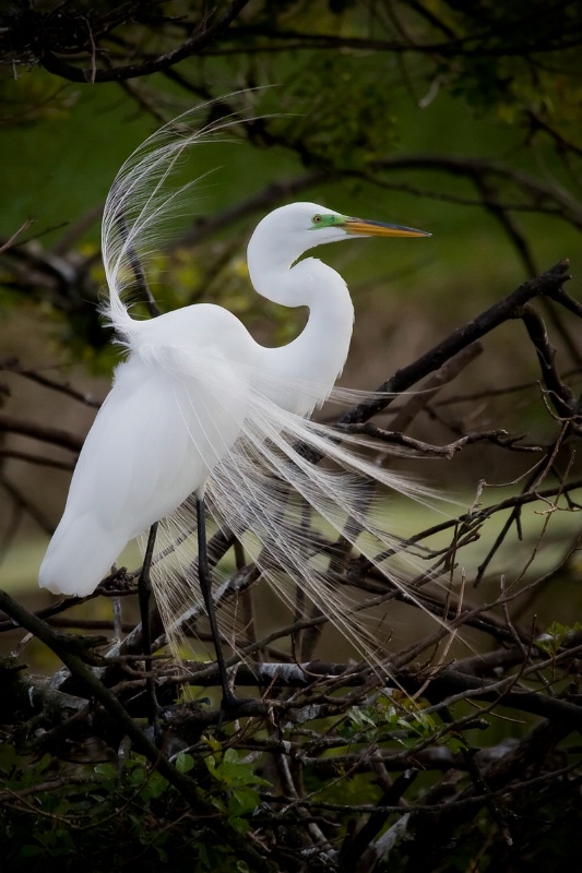 Great Egret breeding plumage