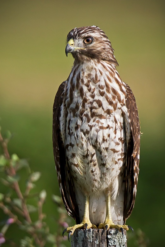 Red Shoulder Hawk Portrait