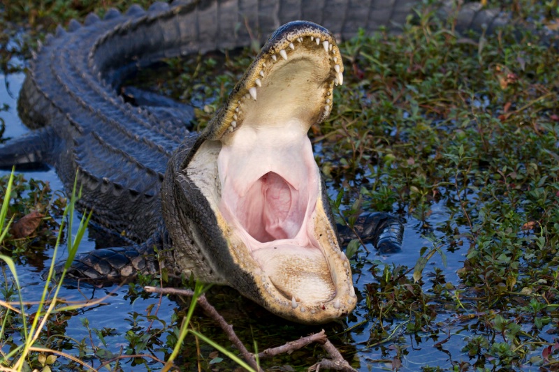 Alligator mouth all the way open