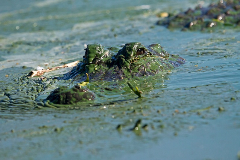Alligator with green algae