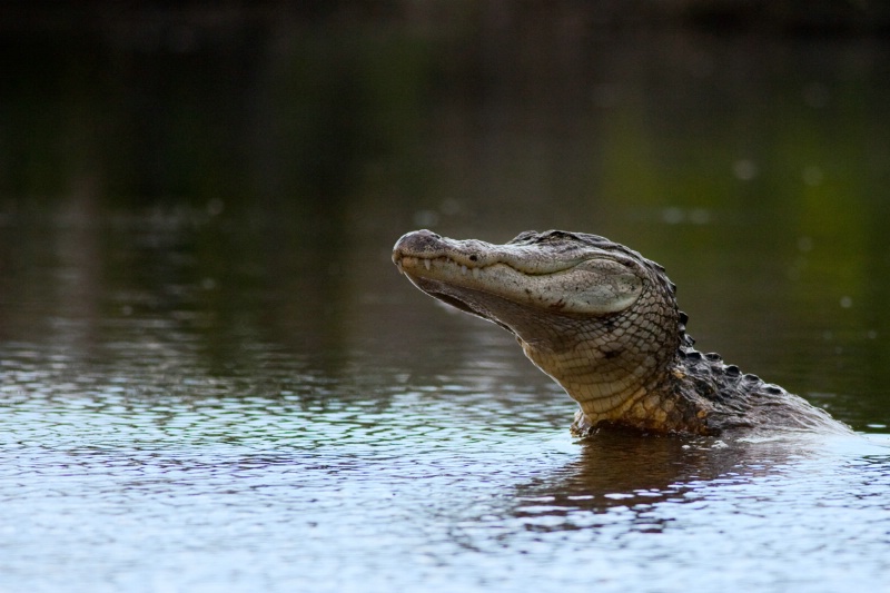Alligator leap