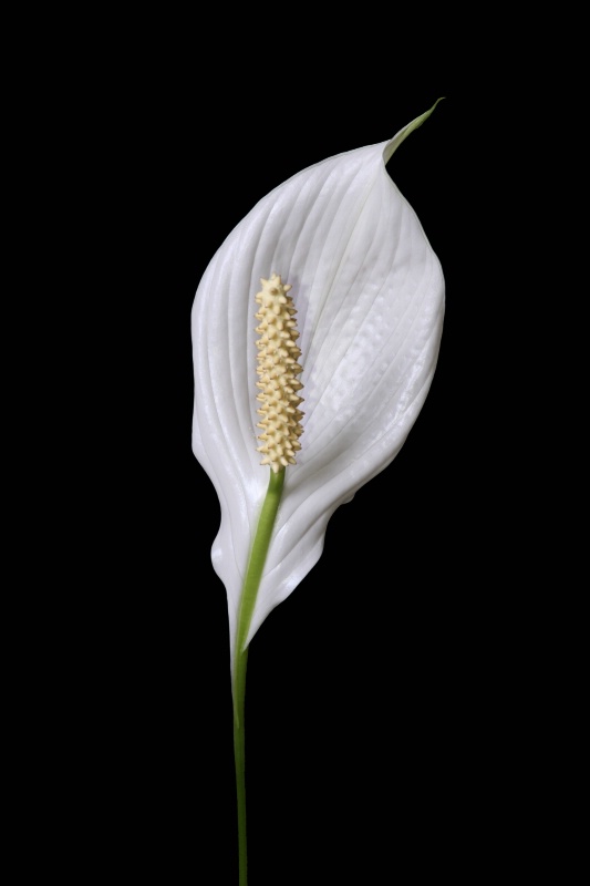 Spring Peace Lilly II