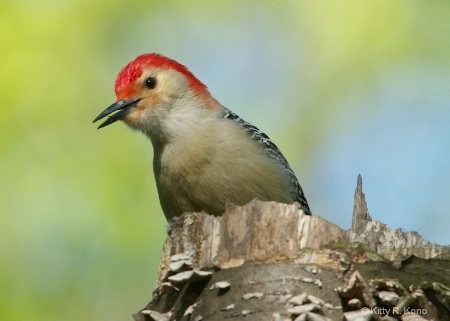 Red Bellied Woodpecker on a Tree Stump