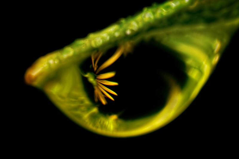 Flower Droplet