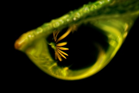 Flower Droplet