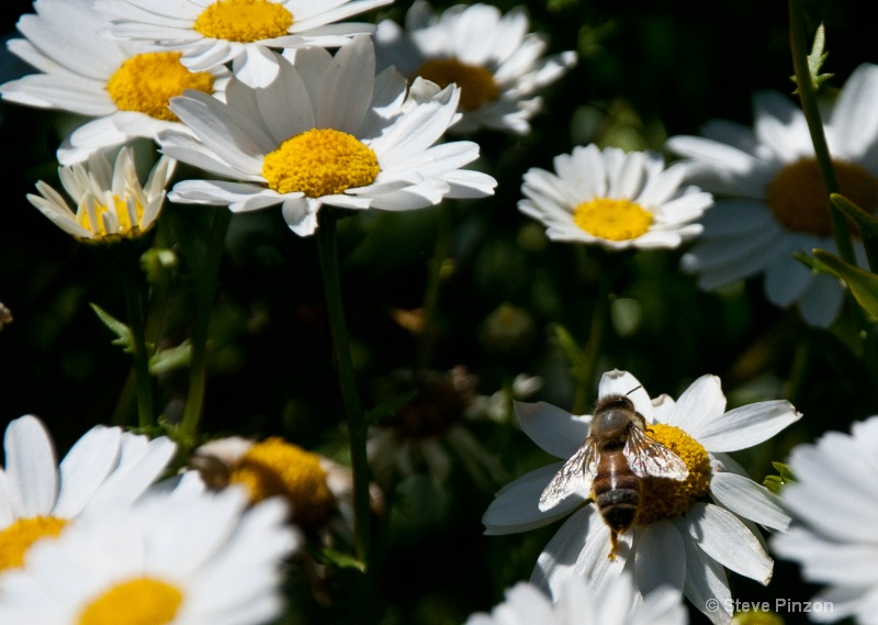 The bee - ID: 12950496 © Steve Pinzon