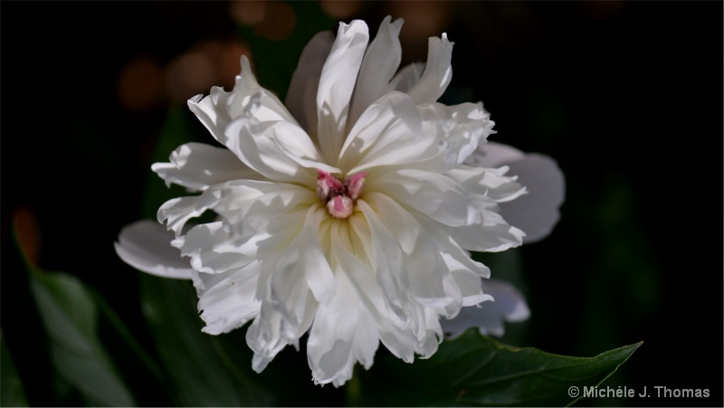White Peony ! - ID: 12950545 © Michèle J. Thomas