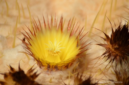 Cactus Flower  