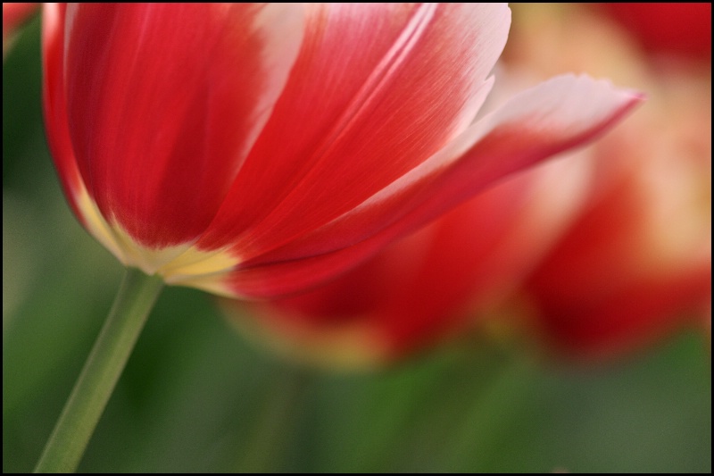 Tulip Bulb