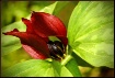 Prairie Trillium