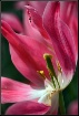 Pistil and Stamen