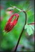 Spring  Wildflowe...