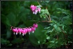 My Bleeding Heart...