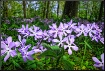 Purple Phlox