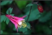 Essence of Spring...