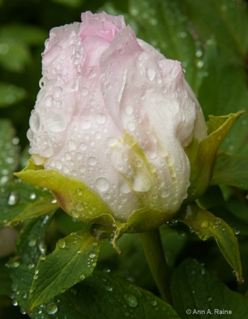 Soft Pink Peony Bud