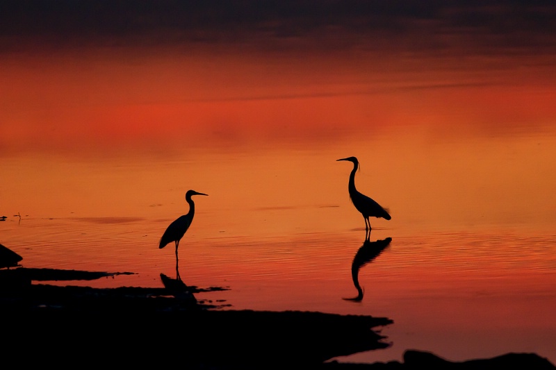 Egrets silhouette