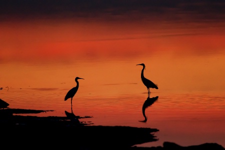 Egrets silhouette
